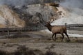 Bull elk Mammoth hot spring