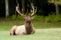 A bull elk with massive antlers lays watching the crowd. Royalty Free Stock Photo