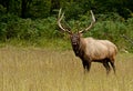 A bull elk with massive antlers stands watching the crowd. Royalty Free Stock Photo