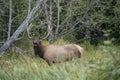 Bull elk calling for a mate