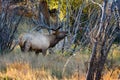 Bull Elk at Moraine Park meadow in Rocky Mountain National Park