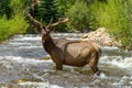 Bull Elk in Mountain Creek - Fall River, Rocky Mountain National Park Royalty Free Stock Photo