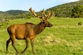 Bull Elk at Mountain Meadow Royalty Free Stock Photo