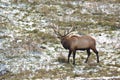 Bull Elk in a mountain meadow Royalty Free Stock Photo