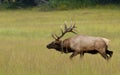 Bull elk on the move in rutting season. Royalty Free Stock Photo