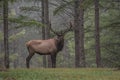 Bull Elk Royalty Free Stock Photo