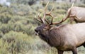 Bull elk nice antlers rutting bugle Royalty Free Stock Photo