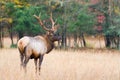 Bull Elk in Field Royalty Free Stock Photo