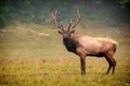 Bull Elk Royalty Free Stock Photo