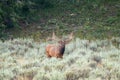 Bull Elk Pauses In Sage Brush Royalty Free Stock Photo