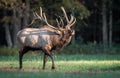 Bull Elk Royalty Free Stock Photo