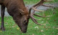 Bull Elk in Pennsylvania Royalty Free Stock Photo