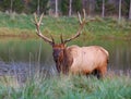 Bull Elk Royalty Free Stock Photo