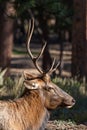 Bull Elk Portrait Royalty Free Stock Photo