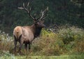 Bull Elk Portrait Royalty Free Stock Photo