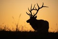 Bull Elk Sunset Silhouette on top of a Mountain