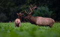 Bull Elk Portrait Royalty Free Stock Photo