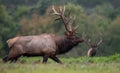 Bull Elk Portrait Royalty Free Stock Photo