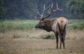 Bull elk pose