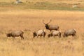 Bull elk protecting cows during fall mating season in golden meadow