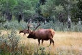 A bull elk protecting his heard in a meadow Royalty Free Stock Photo