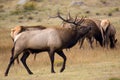 A Bull Elk Protecting His Herd Royalty Free Stock Photo