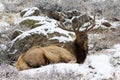 Bull Elk Royalty Free Stock Photo