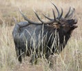 Bull Elk #2 at Rocky Mountain National Park Royalty Free Stock Photo