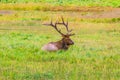 Bull Elk in Rocky Mountain National Park Royalty Free Stock Photo