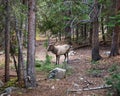 Bull Elk, Rocky Mountain National Park, CO Royalty Free Stock Photo