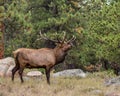 Bull Elk, Rocky Mountain National Park, CO