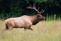 BulL Elk Running Royalty Free Stock Photo