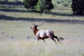 Bull Elk running in field Royalty Free Stock Photo