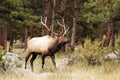 Bull elk in rut