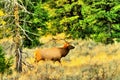 Big bull elk walking through a morning meadow. Royalty Free Stock Photo