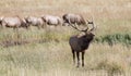 Bull elk in rut, bugling Royalty Free Stock Photo
