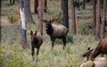 Bull Elk in the rut chasing down a female elk in Rocky Mountain National Park, CO