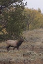 Bull Elk in the Rut in Grand Teton National Park in Autumn Royalty Free Stock Photo