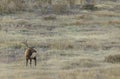 Bull Elk in the Rut in Grand Teton National Park in Autumn Royalty Free Stock Photo