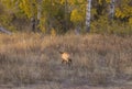 Bull Elk in the Rut in Grand Teton National Park in Autumn Royalty Free Stock Photo
