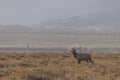 Bull Elk in the Rut in Grand Teton National Park in Autumn Royalty Free Stock Photo