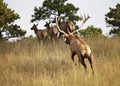 Bull elk pursing a cow Royalty Free Stock Photo