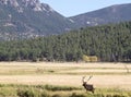 Bull elk in rut. Rocky Mountain National Park Royalty Free Stock Photo