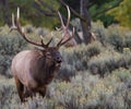 Bull elk rutting bugling and approaching