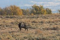 Bull Elk Rutting in Fall Royalty Free Stock Photo