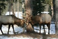 Bull elk rutting in Jasper National Park Royalty Free Stock Photo