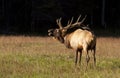 Bull elk in rutting season Royalty Free Stock Photo