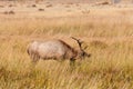 Bull Elk Rutting Royalty Free Stock Photo