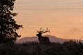 Bull Elk Silhouetted at Sunrise Royalty Free Stock Photo