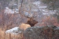 Bull elk sitting down during a snow storm